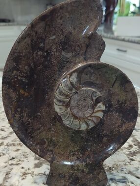 Ammonite With Gonoatiate Fossil Mineral Sculpture - Home Art Accent
